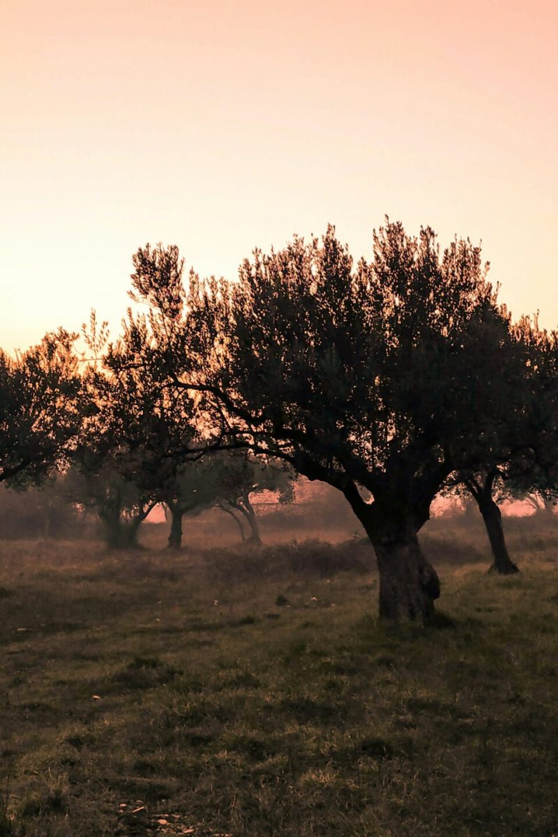 david-boca-ZKIWulcgeOA-unsplash